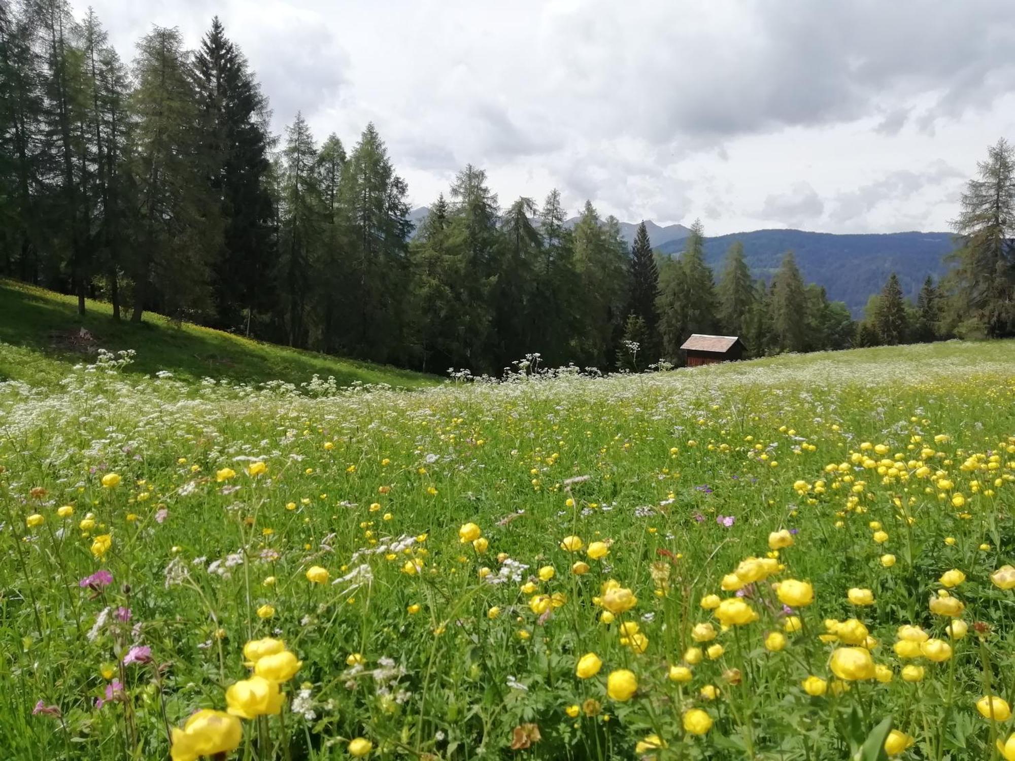 Horse House Bed & Breakfast Romallo Dış mekan fotoğraf