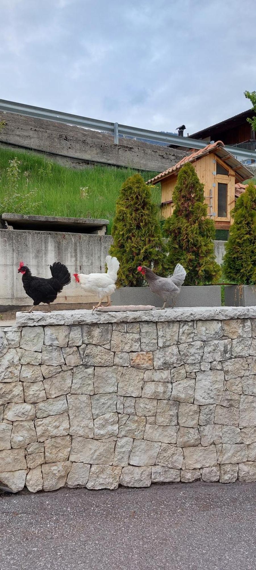 Horse House Bed & Breakfast Romallo Dış mekan fotoğraf